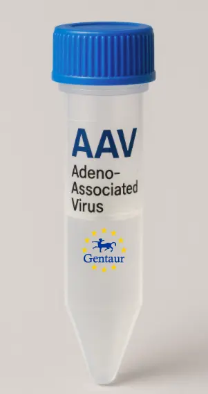 UNC5CL AAV Vector (Rat) (CMV)